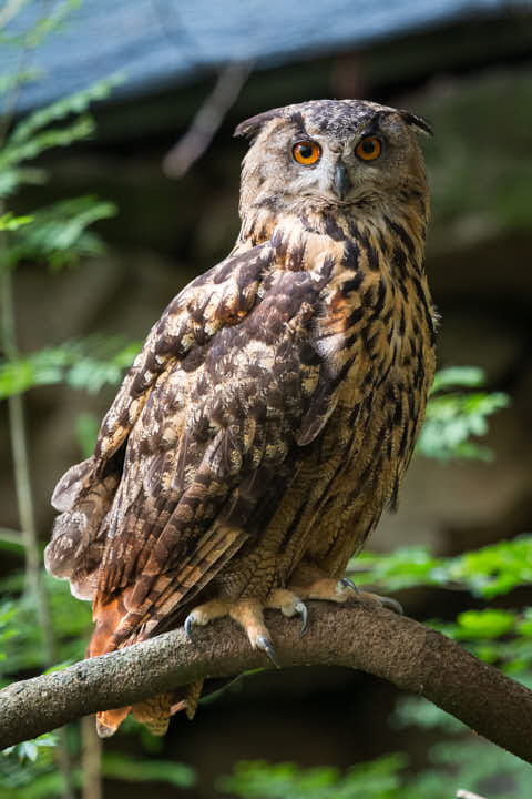 Gemeinde Neuschönau Landkreis Freyung-Grafenau Tierfreigelände Uhu (Dirschl Johann) Deutschland FRG